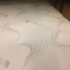 Eldon+PillowTop 2000Pocket 66 Single, Pillow Top 2000 Pocket Springs, Firm, Mattress Only, 3'